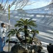 石抱きソテツ 高さ 1.2m